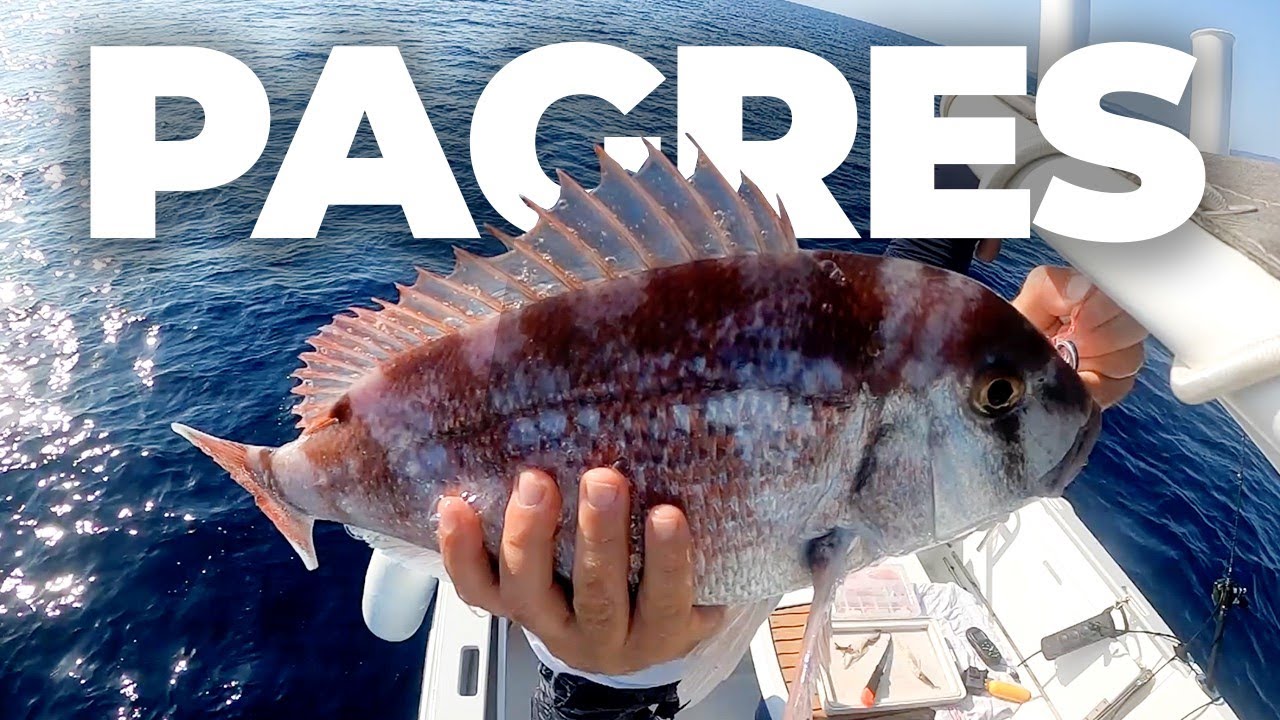 DEEP FISHING : traque du pagre au madai !