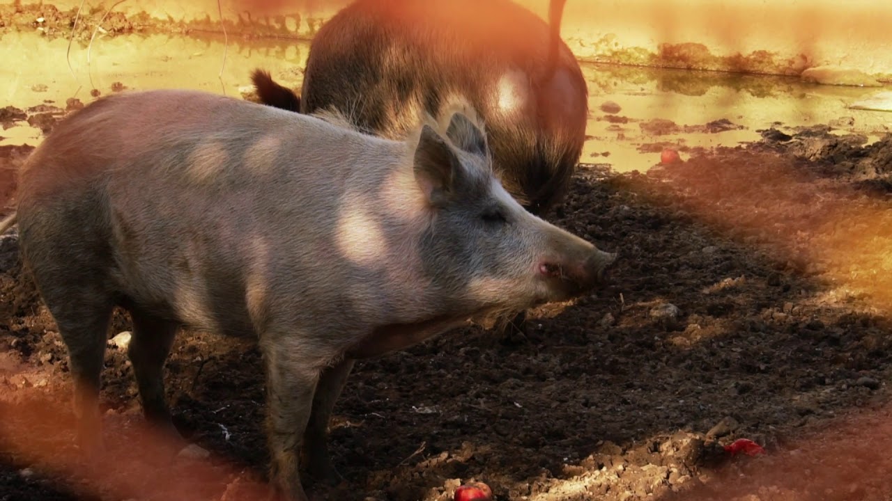 Agripunk