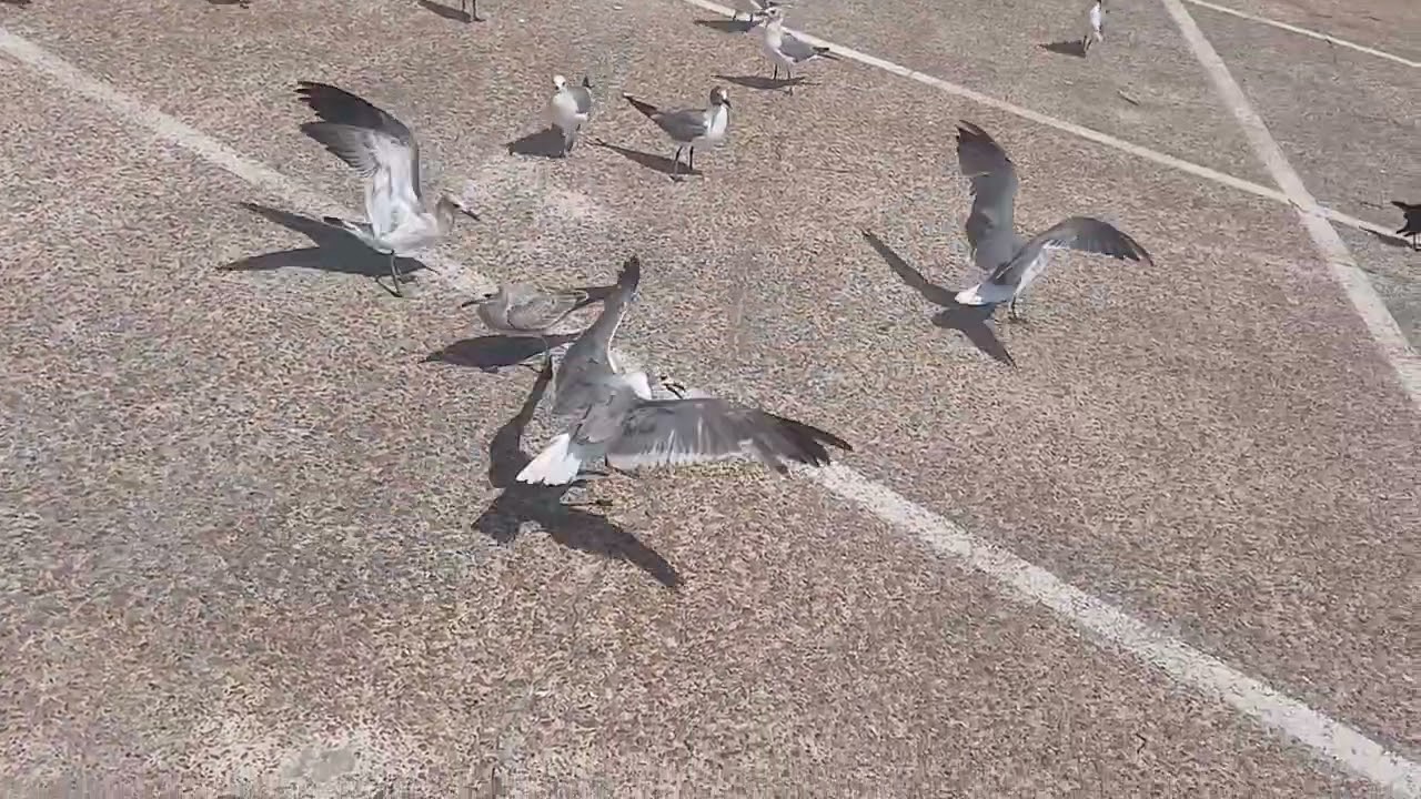 FEEDING The FREE BIRDS - Parking Lot PIGEONS
