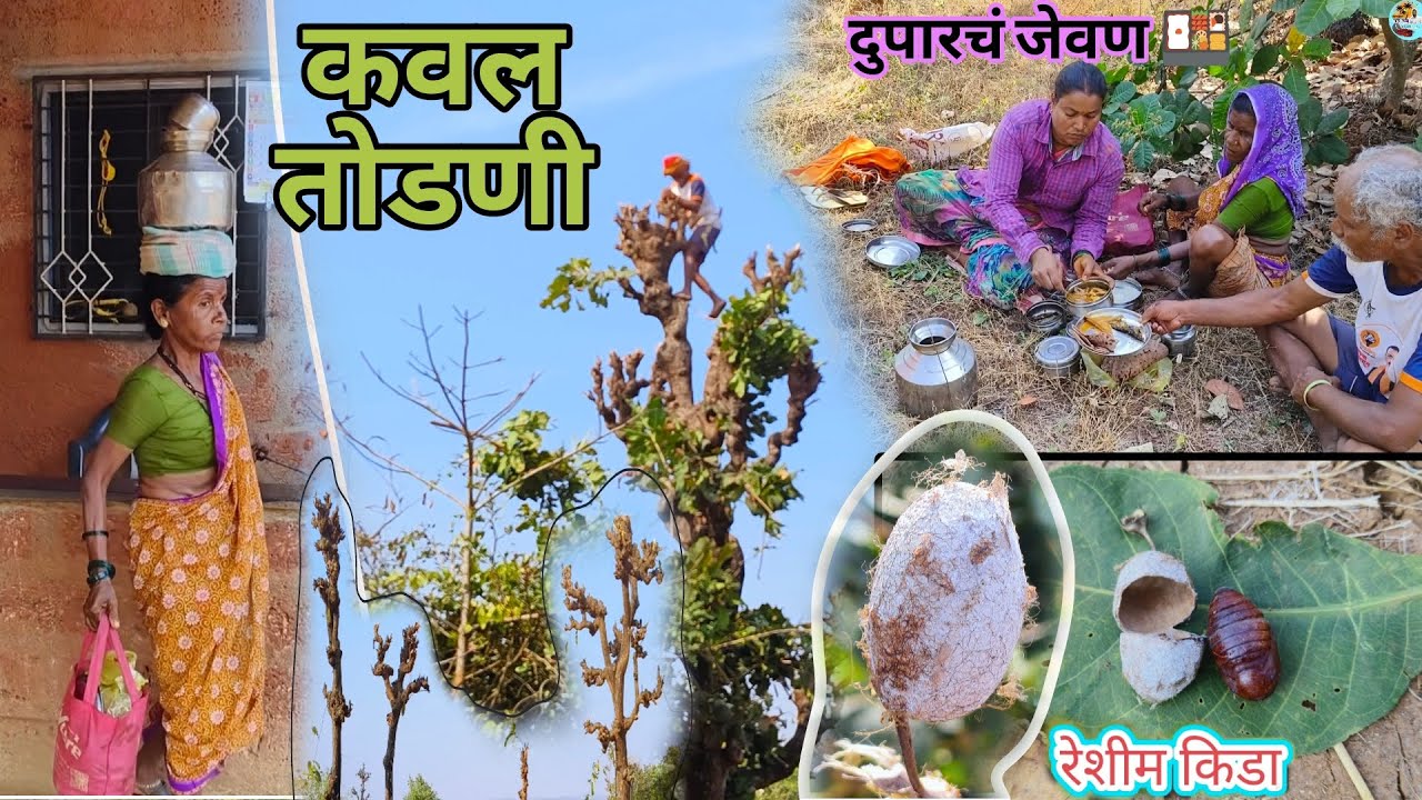 आईसोबत गेलो कवल तोडायला | आई❤️पप्पा | रेशीम किडा | Gav Majh Kokan #gav_majh_kokan