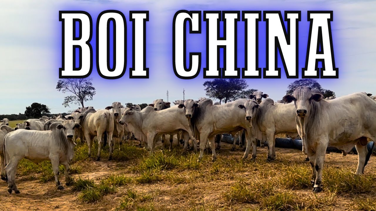 Como produzir Boi China