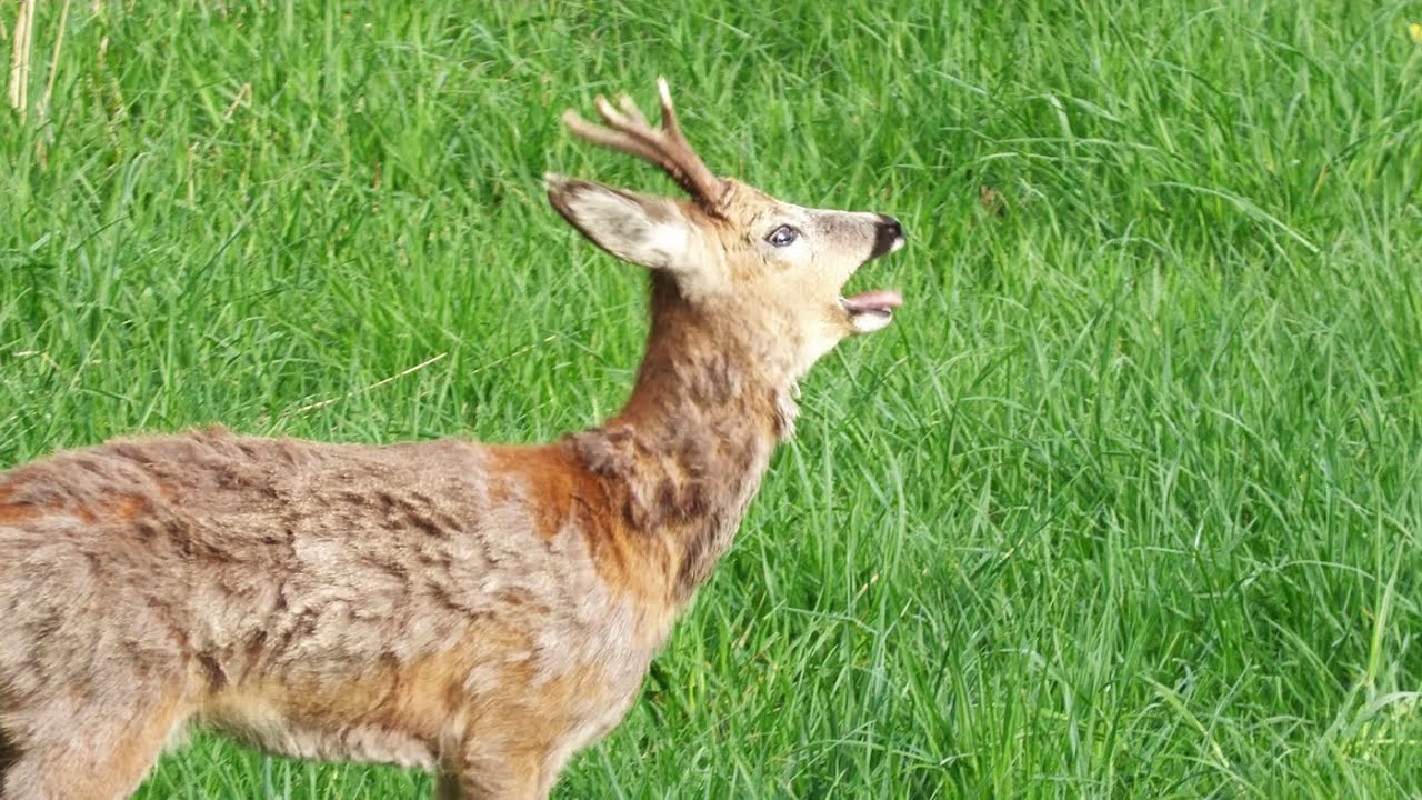 Rehbock beim Schrecken -  Roebuck barking