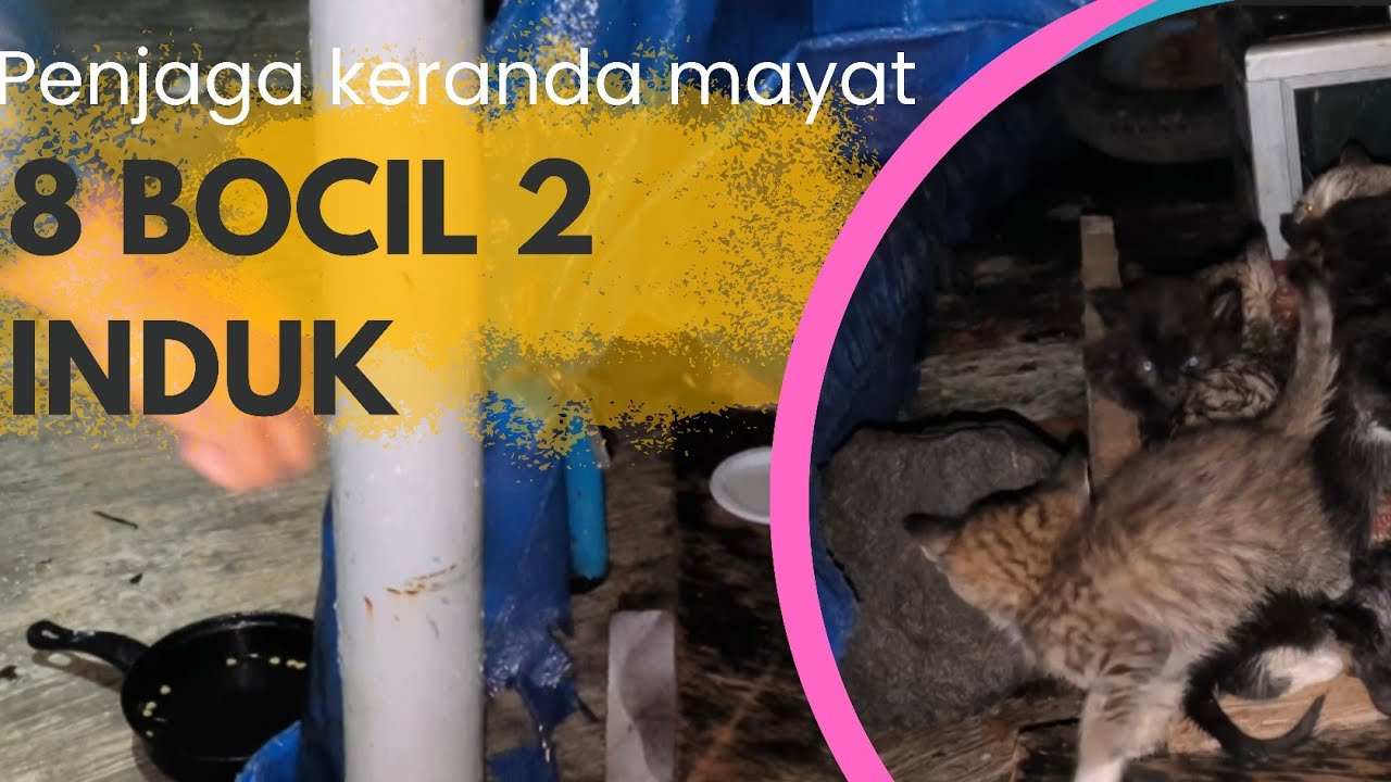 10 MEONG PENJAGA KERANDA MAYAT #cat #kucingliar #JALANAN