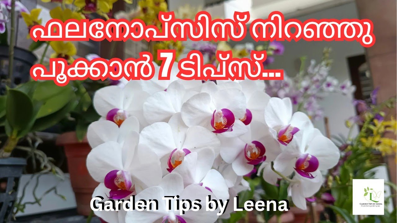 7 Simple Tips to Make Phalaenopsis Orchids Bloom More | Orchid Blooming Guide | Garden Tips by Leena