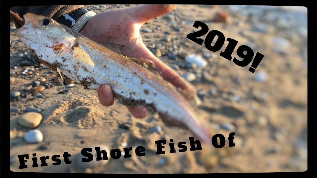 First Shore Fishing Of 2019! - UK Sea Fishing