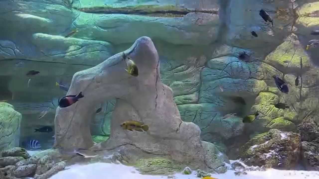 Palmiarnia w Gliwicach pawilon z akwariami