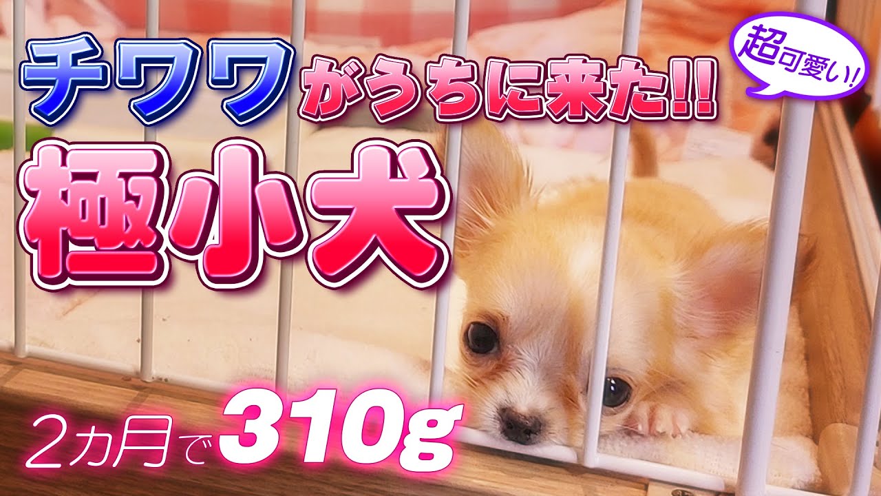 【チワワ】310ｇ 極小チワワの子犬がうちに来た!!【お迎え】Welcome  home. Micro tiny chihuahua puppy 10.93 ounces at 8 week