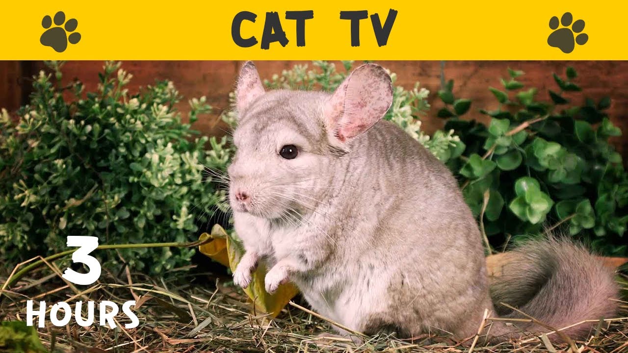 VIDEOS FOR CATS to watch 3 hours ♦ Cat TV with CHINCHILLA