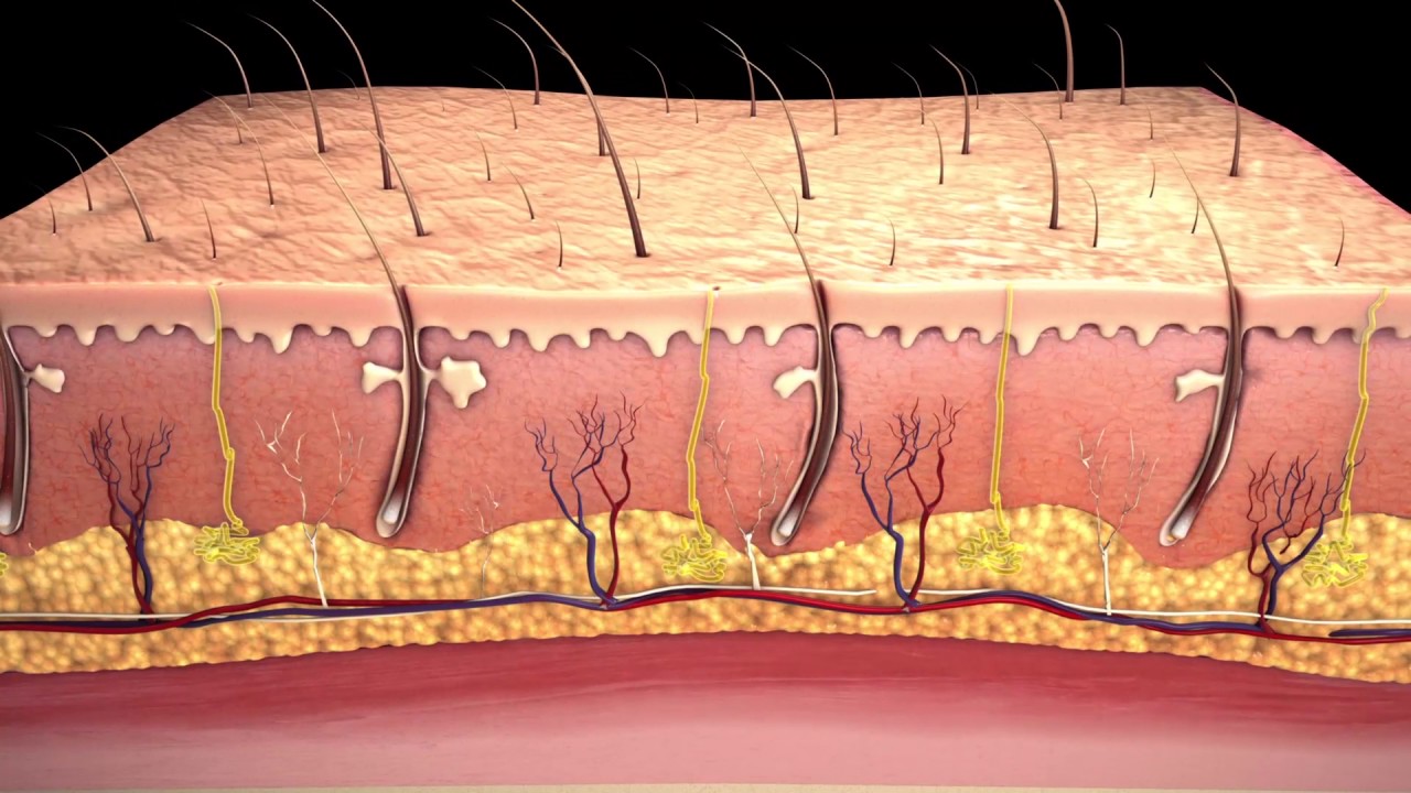 Learn about skin grafts