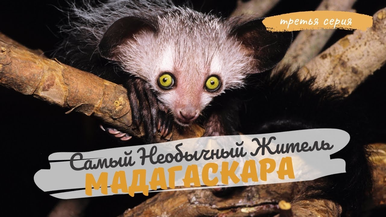 Мадагаскар. Самое необычное животное Мадагаскара - лемур Ай-Ай. Заповедник Пальмариум (3 серия)