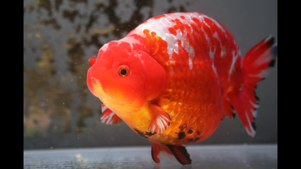 銀鱗曙更紗　21cm  雄　中国金魚