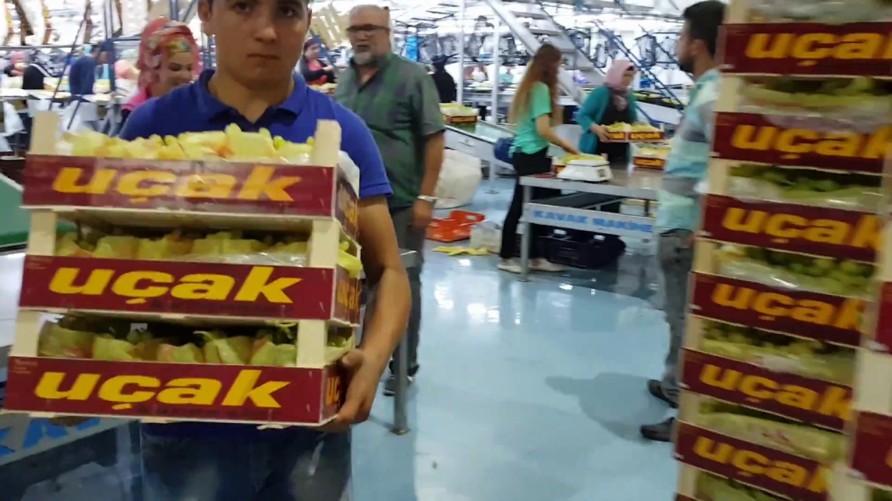KAVAK MAKİNE - ÜZÜM AYVA DOMATES PAKETLEME HATLARI