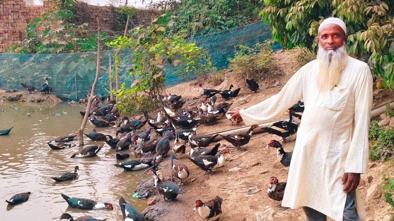 দীর্ঘ ষোল বছর হাঁস পালন করে কি পাইলাম। duck Farming video.
