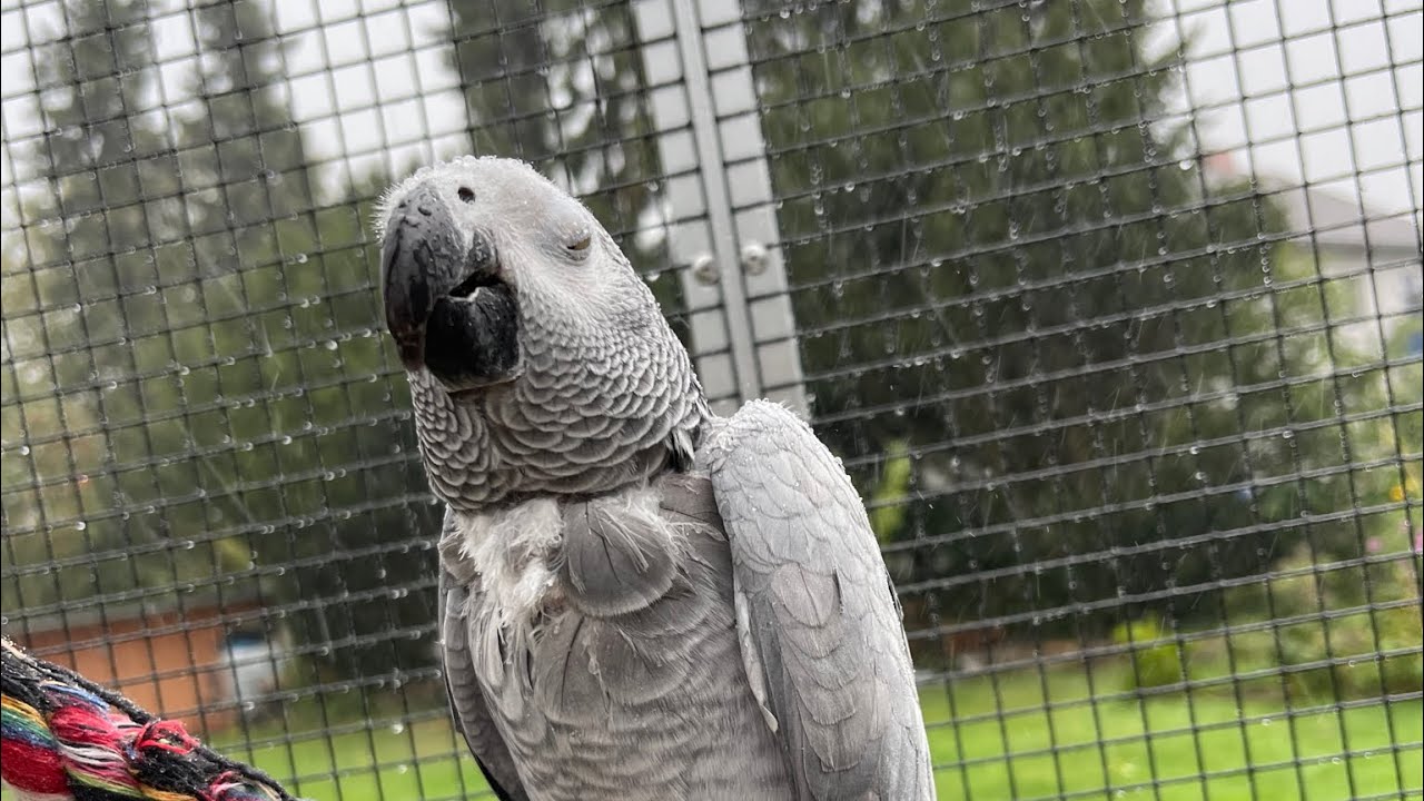 Birdie Bird, sprechender Graupapagei, Sprech&uuml;bung
