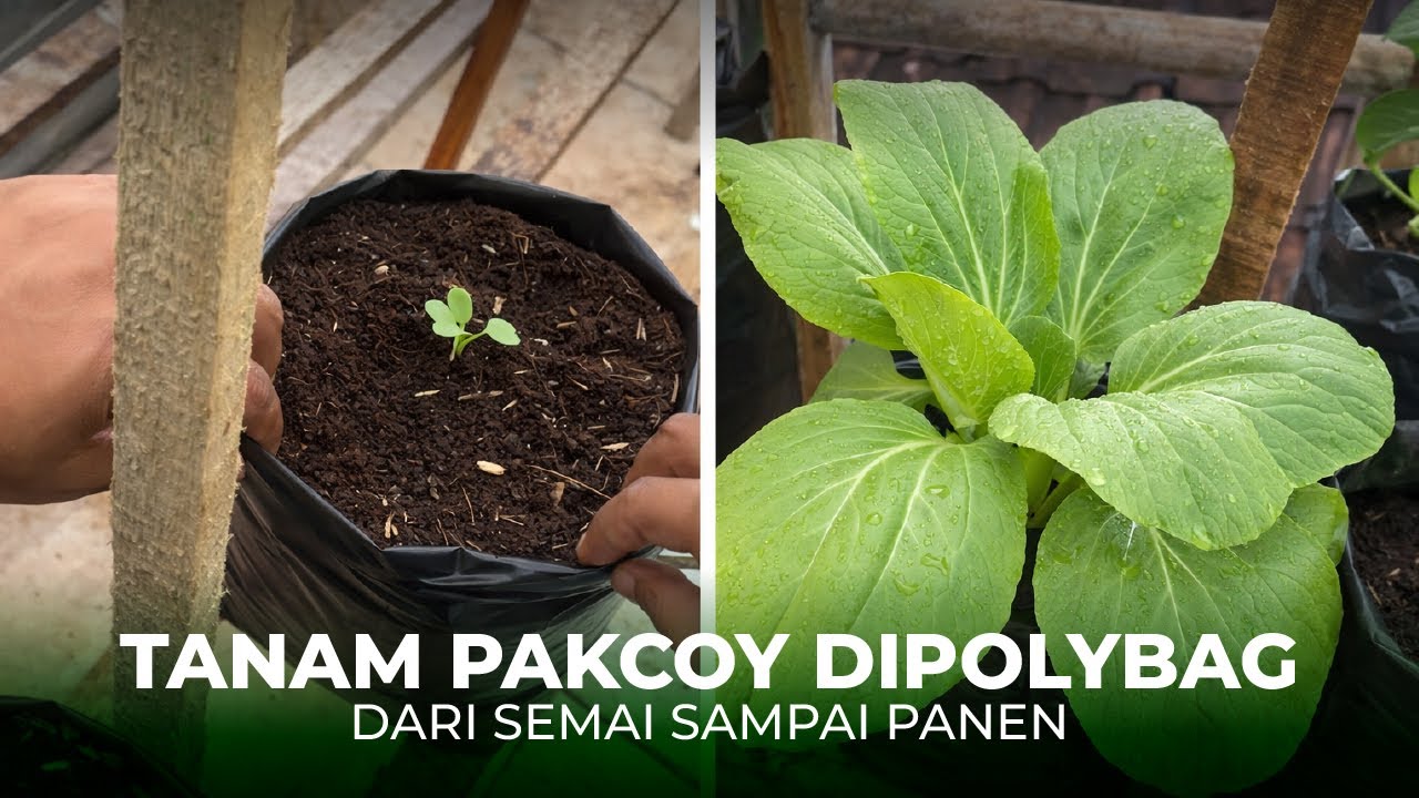 Cara menanam pakcoy dipolybag, lengkap sampai panen #gardening