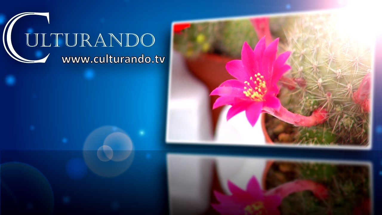 Culturando Speciale Borgo in Fiore 2015 a Castellaro