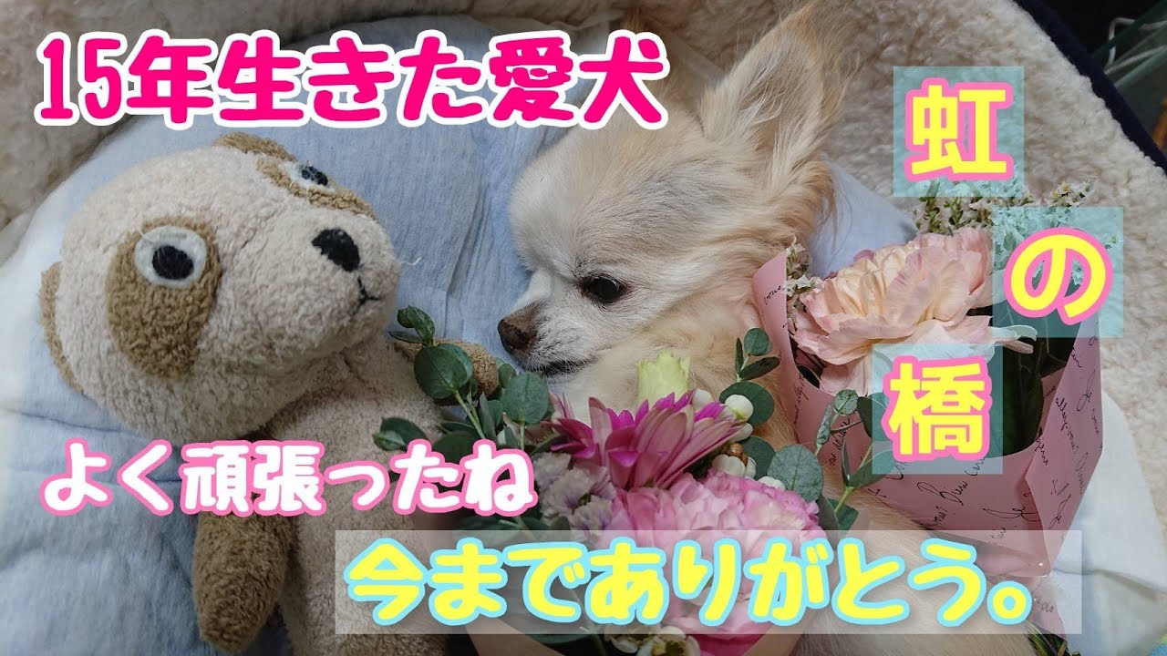 【チワワ】【愛犬】クリ15歳 虹の橋へ