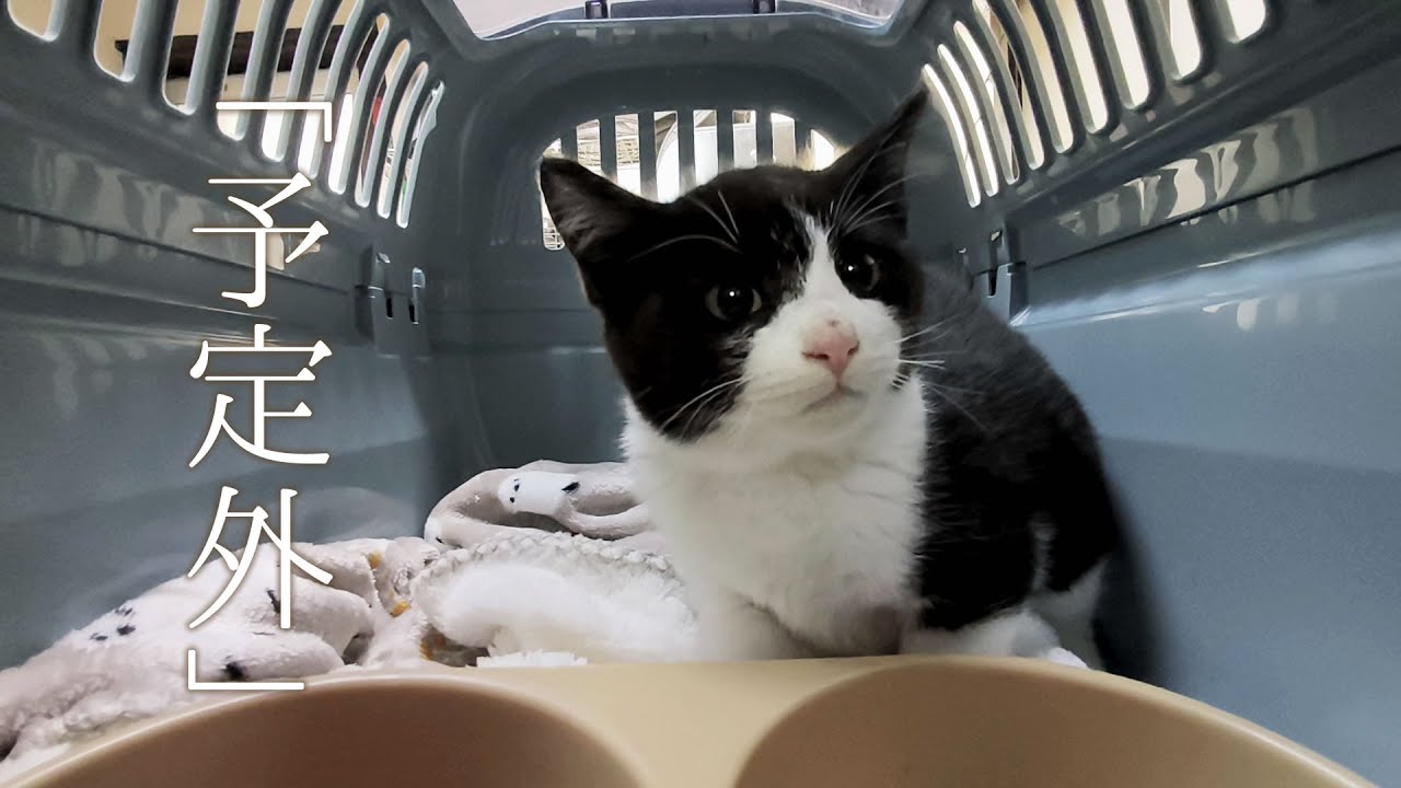 予定外に捕獲器に入った子猫。大人しくて可愛い子だった。【保護猫 子猫】