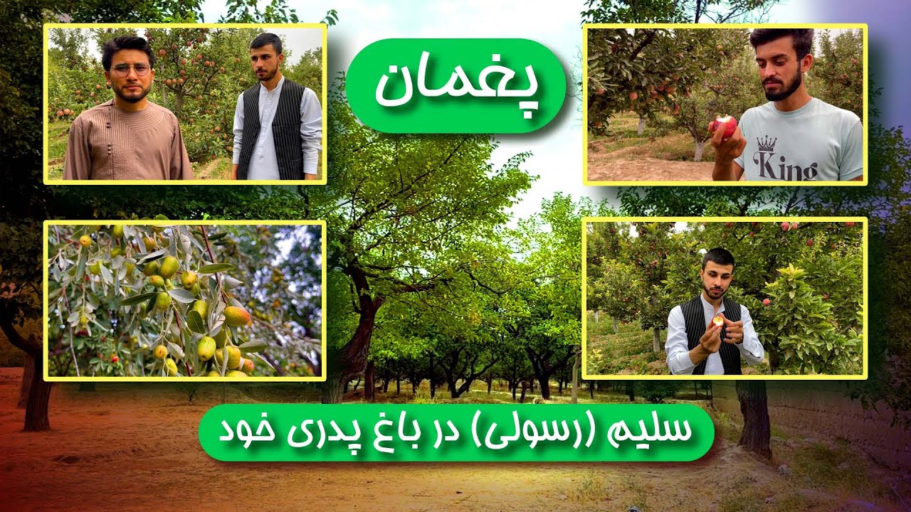 Saleem Rasoli's report from his own garden in paghman.../ سلیم رسولی در باغ پدری خود (ولسوالی پغمان)