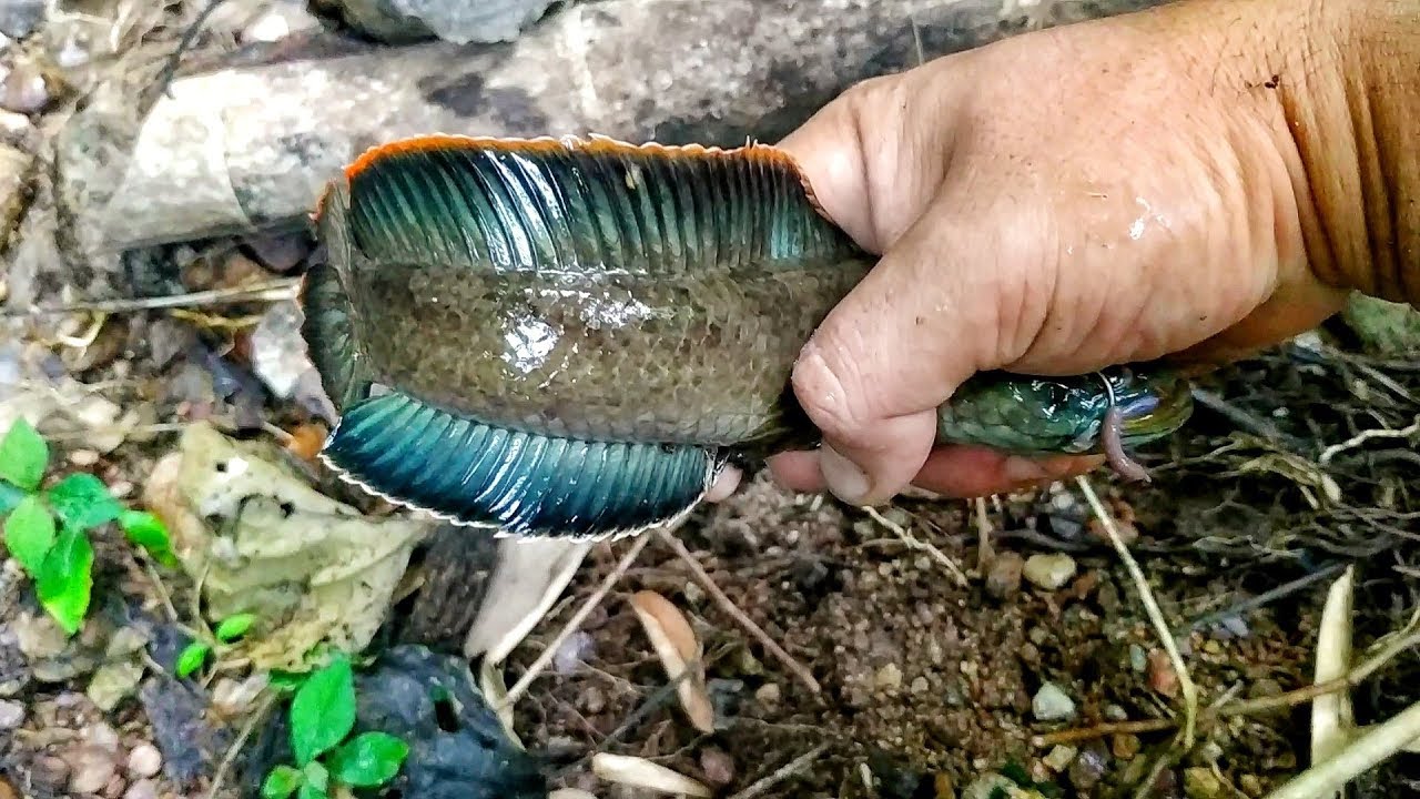 ล่อปลากั้งภูเขา..หาปลาตามน้ำตก​ เหยื่อใส้เดือน​ Amazing​ fish catching videos.​