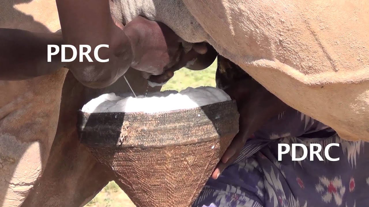 Milking Camels