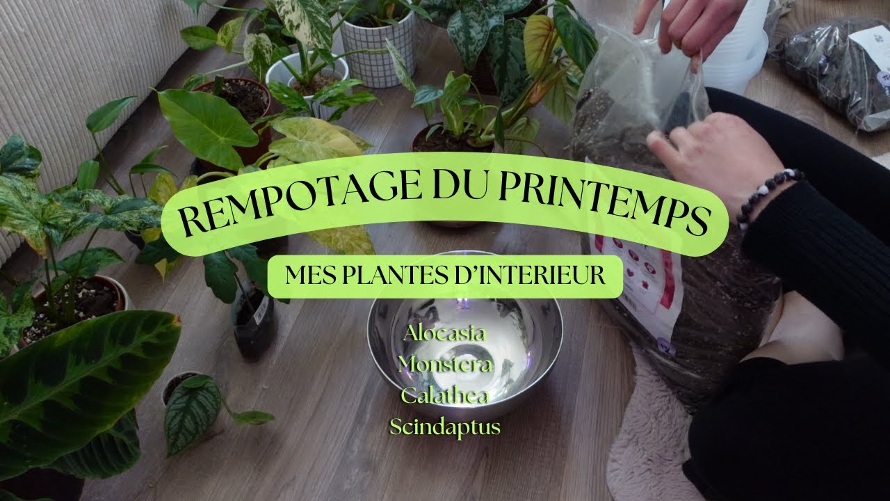 REMPOTAGE DU PRINTEMPS | Plantes d'intérieur, alocasia, strélitzia, monstera, scindaptus