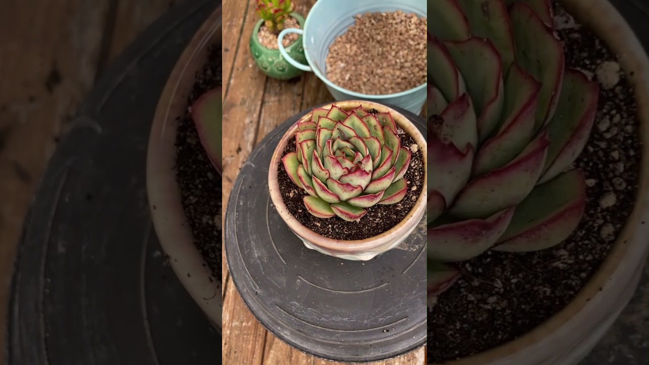 Let’s repot beautiful succulent- Thay chậu sen đá #senda #succulent #plants 