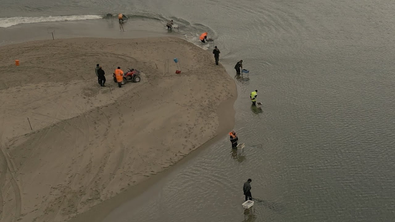 Whitebait Season Opening Day 2023 - Clutha River Mouth