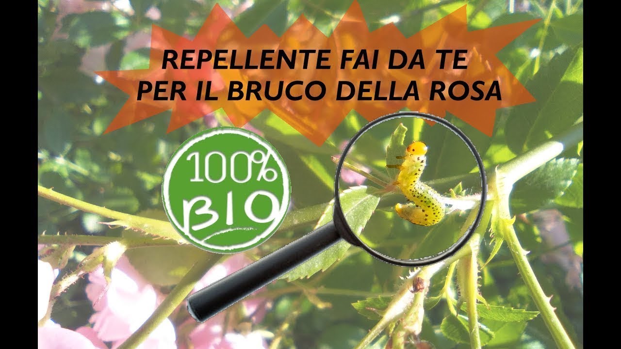 INSETTICIDA REPELLENTE BIO PER I BRUCHI DELLA ROSA