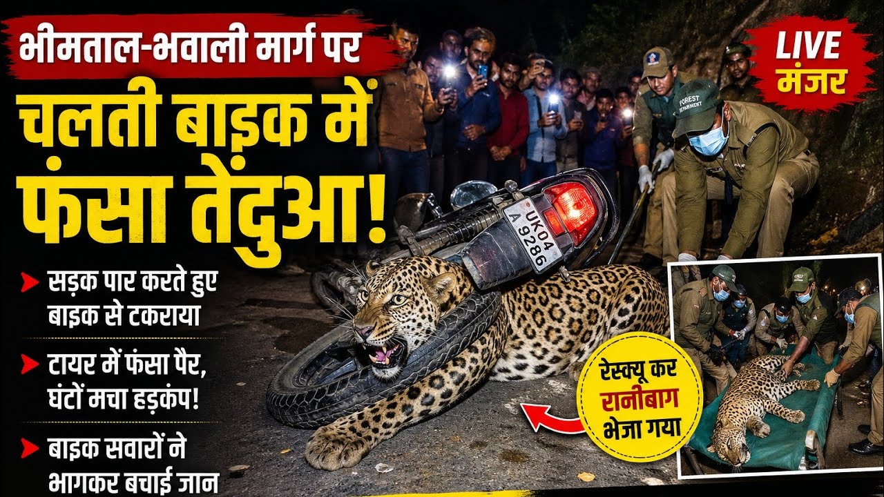 नैनीताल भीमताल में खौफनाक मंजर: चलती बाइक में फंसा तेंदुआ, घंटों मची अफरा-तफरी