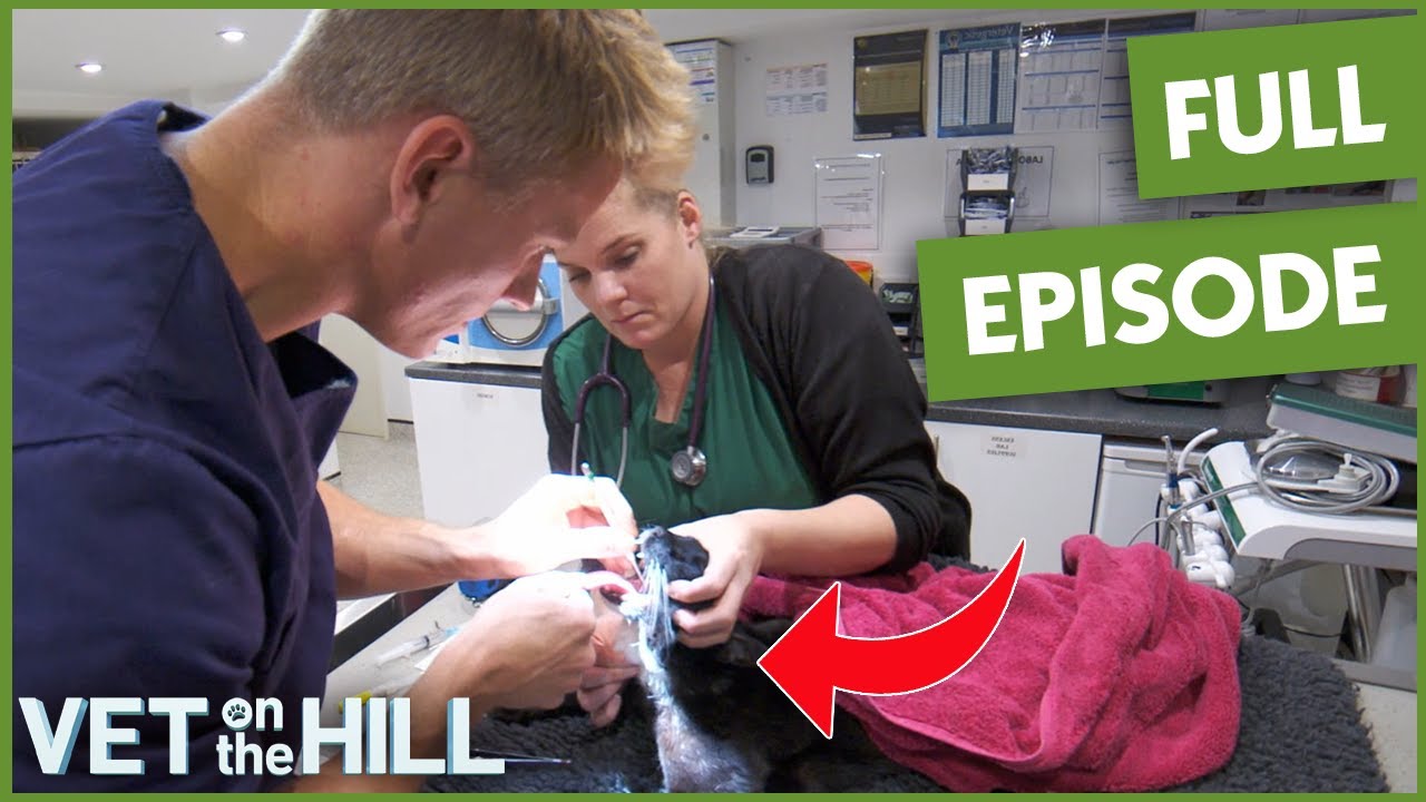 Vet Finds 4-Inch Blade of Grass Stuck in Cat’s Nose | Vet On The Hill