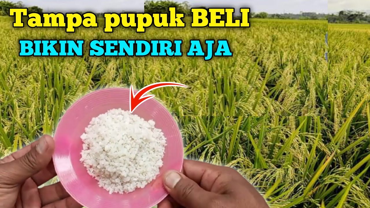 Hasilnya mengerikan cara agar tanaman tumbuh subur dan berbuah lebat