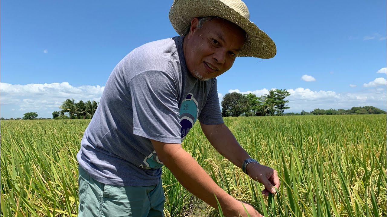 PALAY TRADING: PAANO MAKIPAG LARO SA TRADER?