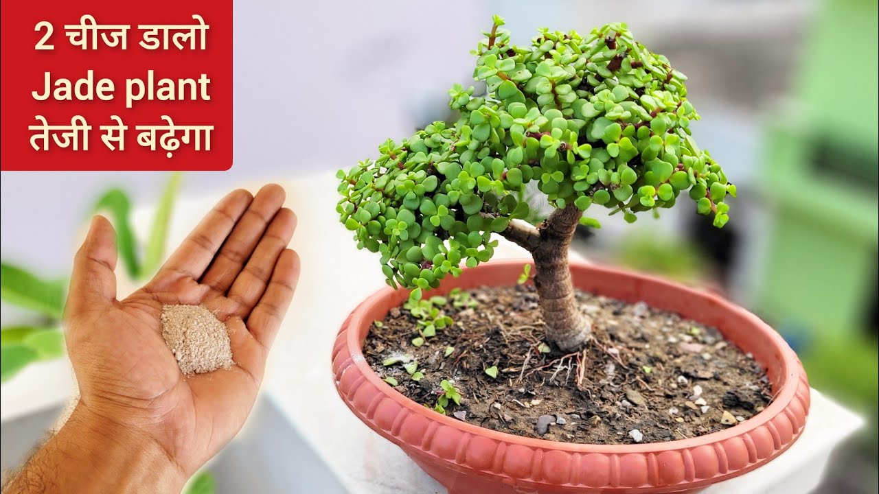 2 चीज डालो Jade plant जल्दी बढ़ेगा, Grow jade bonsai faster, Jade plant care