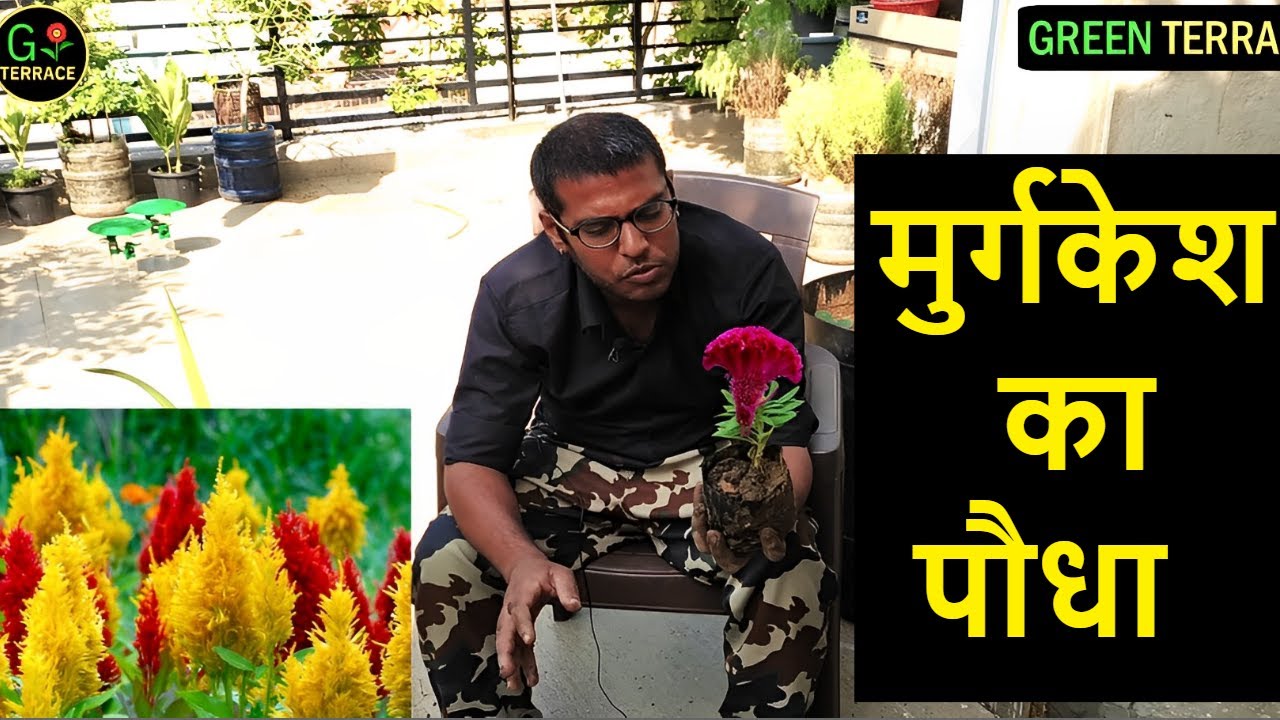 CocksComb Plant Care | Grow CocksComb Plant | How to Grow and Care Cockscomb celosia cristata .