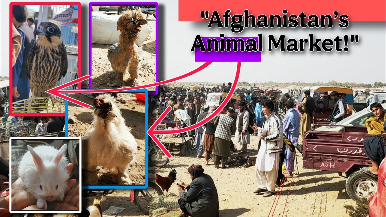 Herat Animal Market | Friday Bazaar in Afghanistan | Afghan Traditional Pet Market 2025