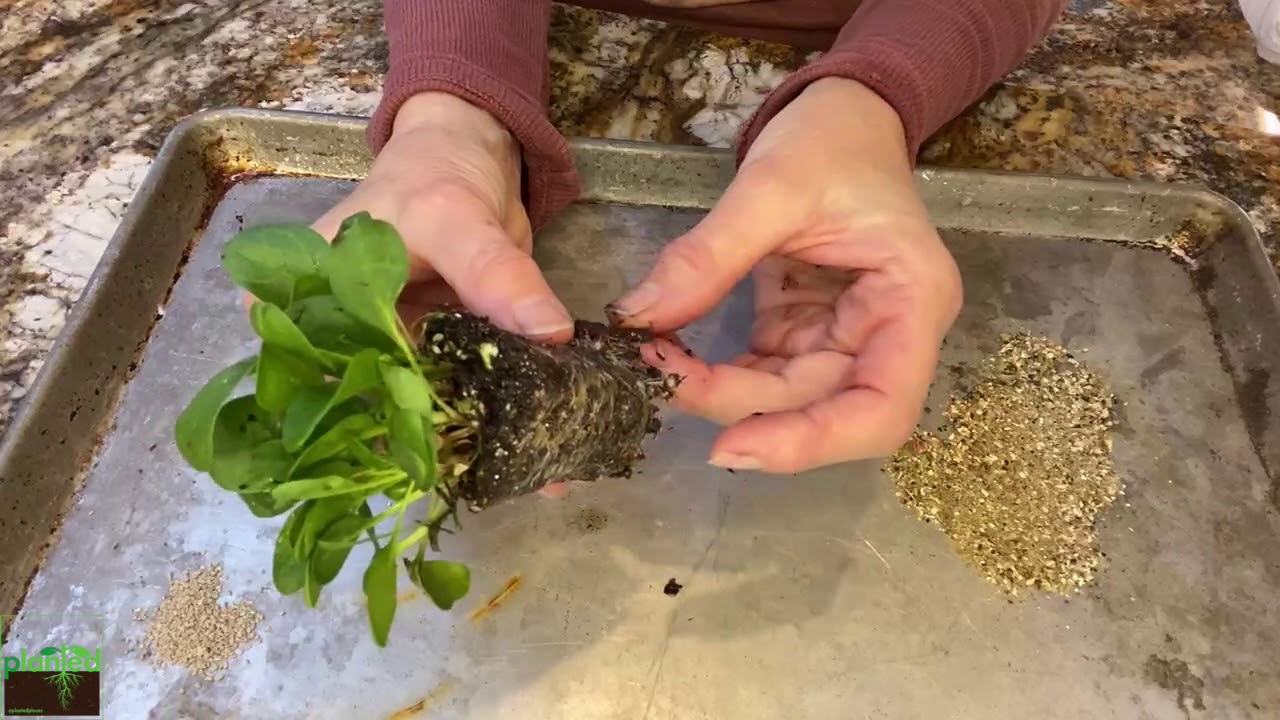 How to Apply Mycorrhizal Fungi and Fertilizer Mix