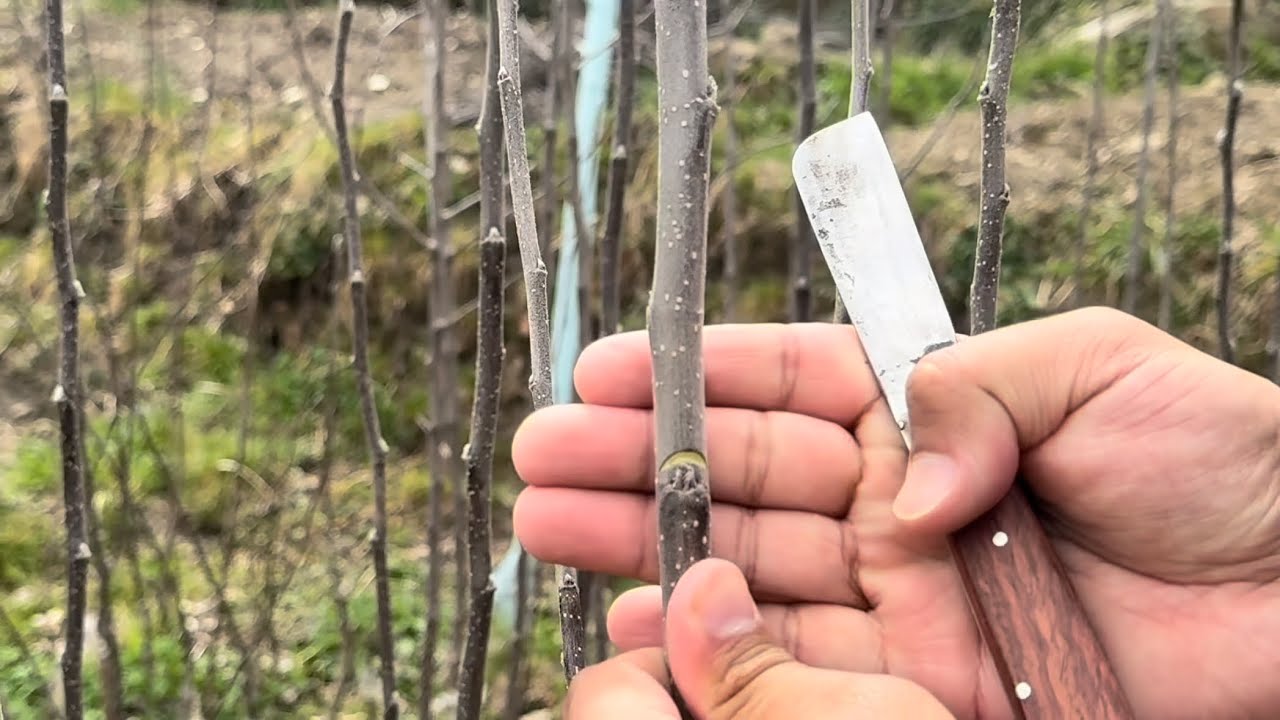 Notching  in Apple plant🌲🍎🌲 #grafting  #apple