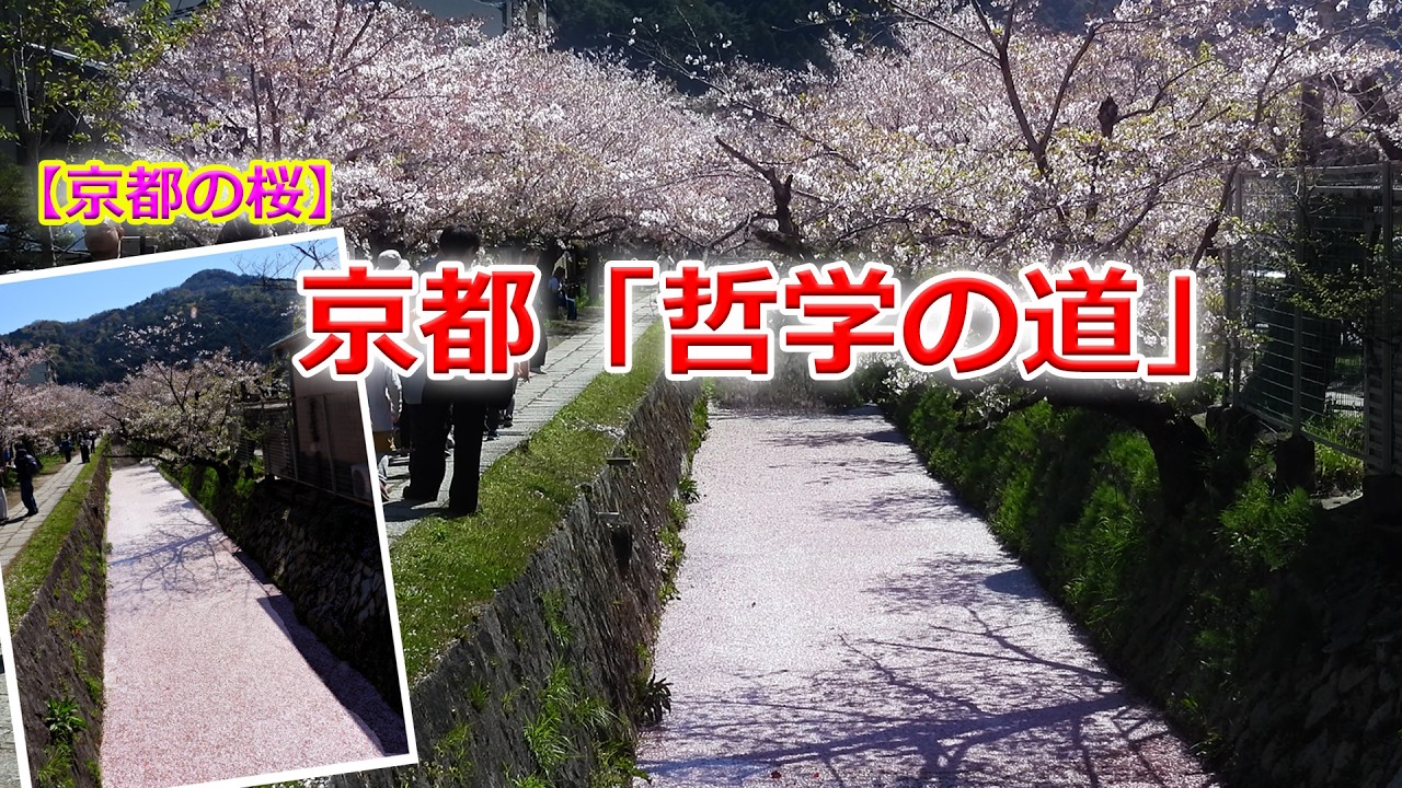 【京都の桜】京都「哲学の道」の桜並木（2026年4月8日　京都市左京区）Cherry blossom trees along Kyoto's 