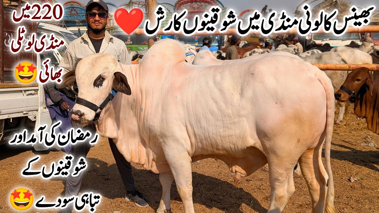 Bhains Colony Mandi Karachi Cattle Latest Rates Update 18 February 2026 | Cow Mandi 2026 | BakraEid