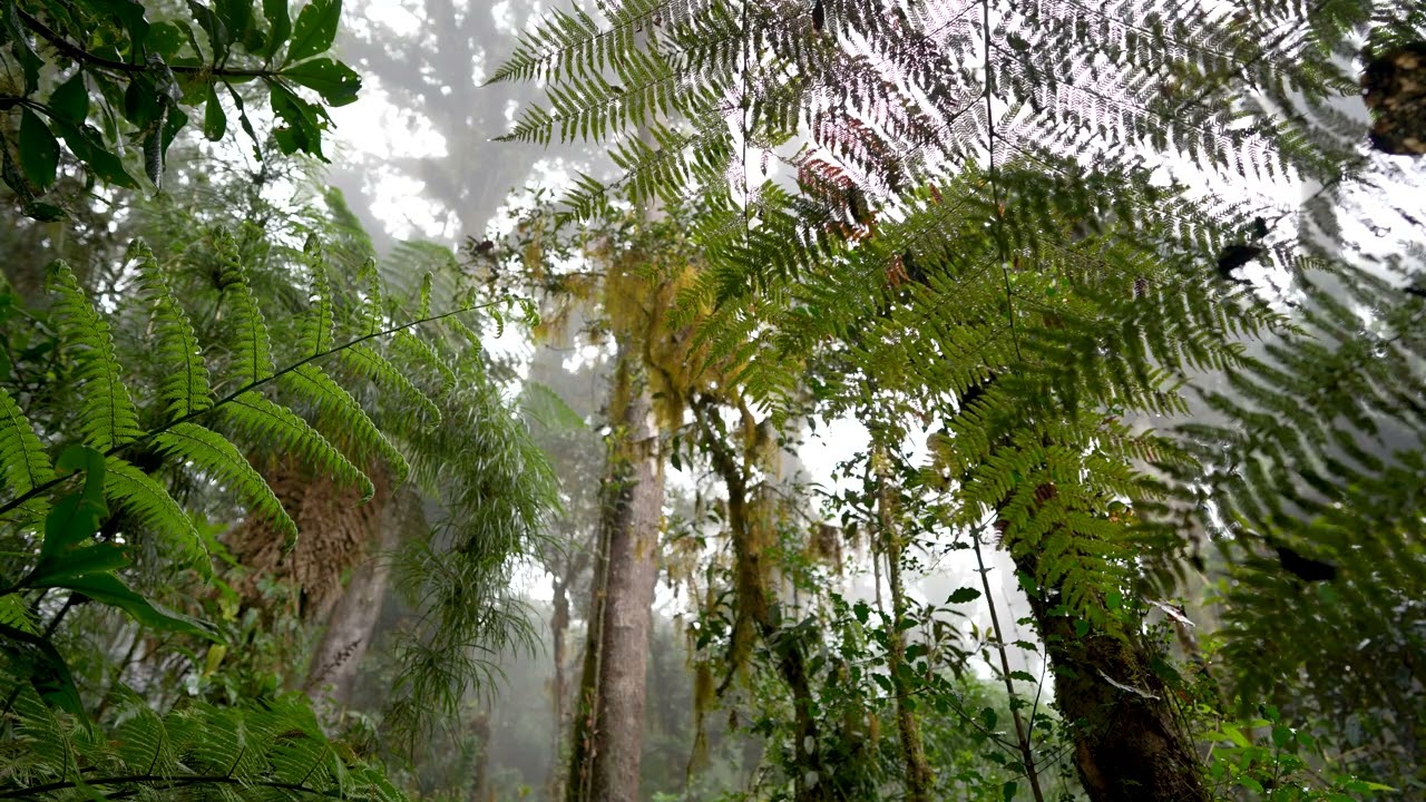 Rainy morning in the cloud forest - Nature sounds
