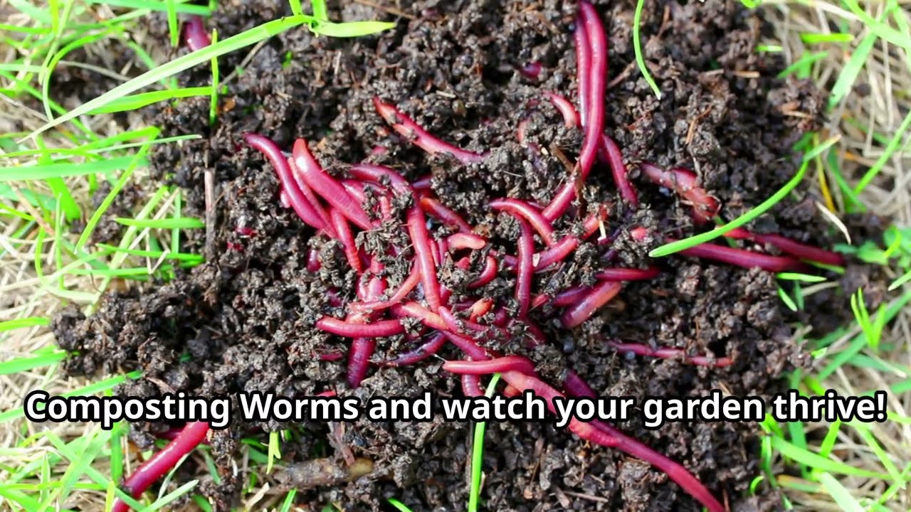 Red Wiggler Composting Worms - Gardening Gold! (Quick Overview)