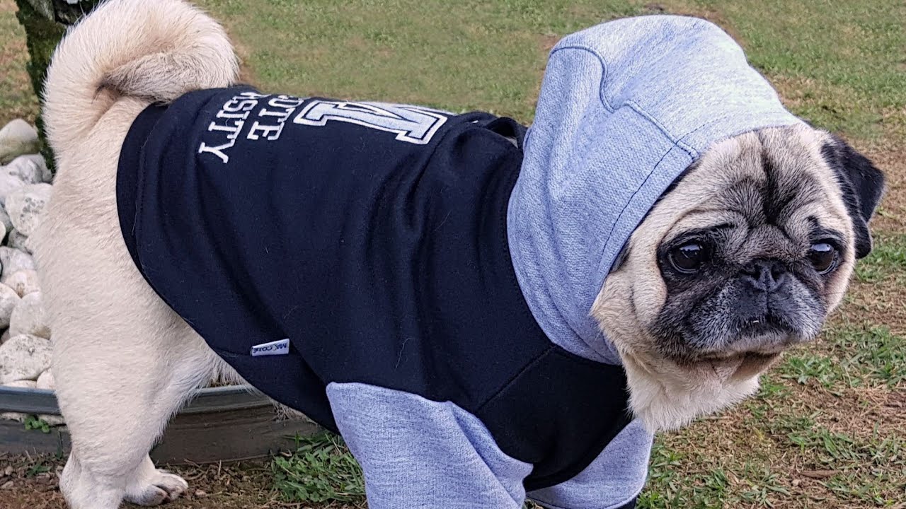 Como fazer ROUPA DE FRIO PARA CACHORRO [com Camisetas usadas!]