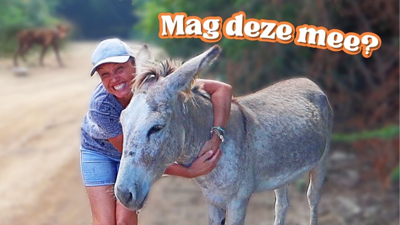 Straatdieren HELPEN die leven op Curaçao... 😰 (Heftig)