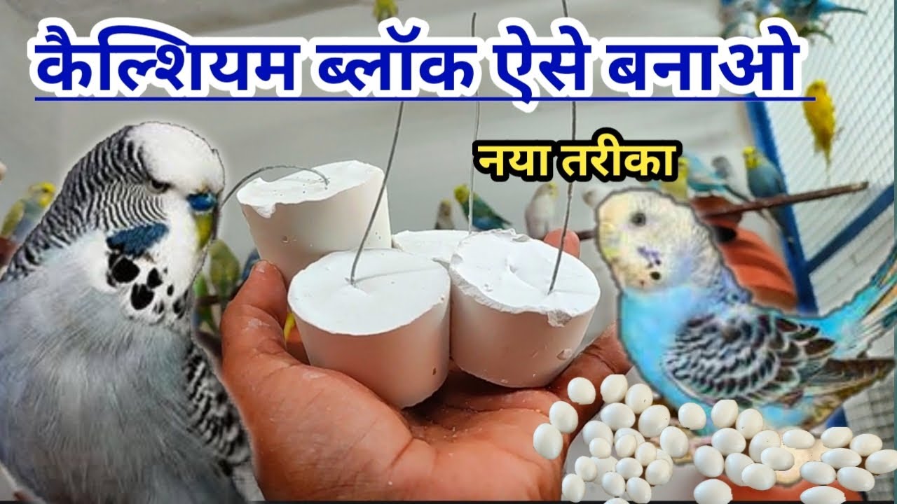 How To Make Birds Calcium Block At Home // birds calcium block making process | birds calcium block