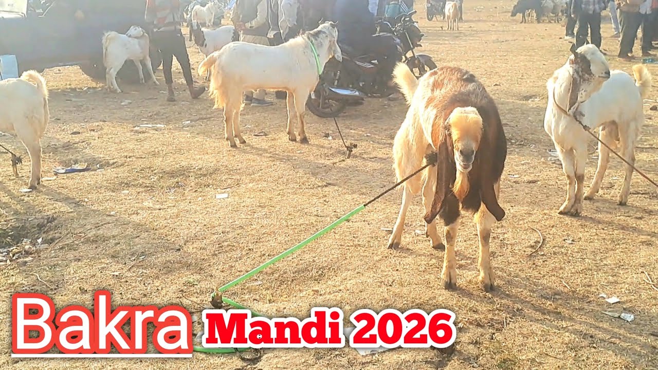 BHOPAL BAKRA MANDI 2026 