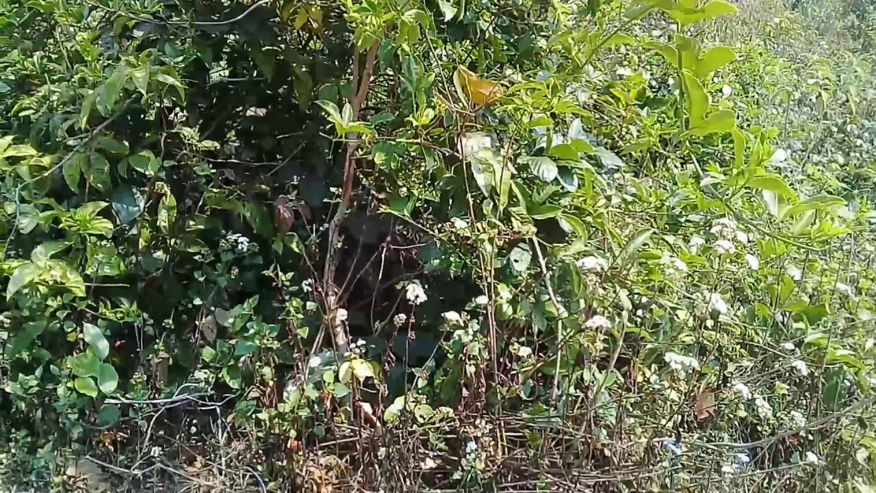 NeejNeeg vim kuv thiaj ua Nkauj laug