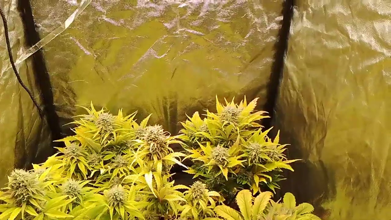 cookie monster auto city seeds bank etapa final