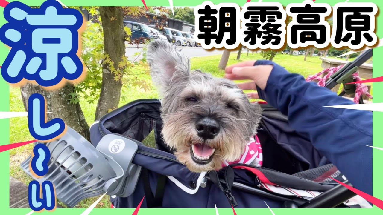【シュナウザー】愛犬と行く! あさぎりフードパーク！美味しいものをたくさん食べてご機嫌♪富士山 は残念ながら見れず...。very happy schnauzer
