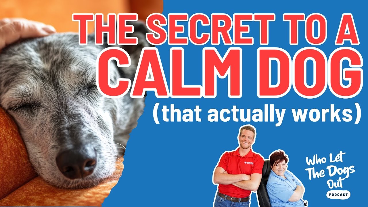 Rerun: The Secret To A Calm Dog  Tips For A Calmer Pup 🐶 — Dog Talk Ep  090